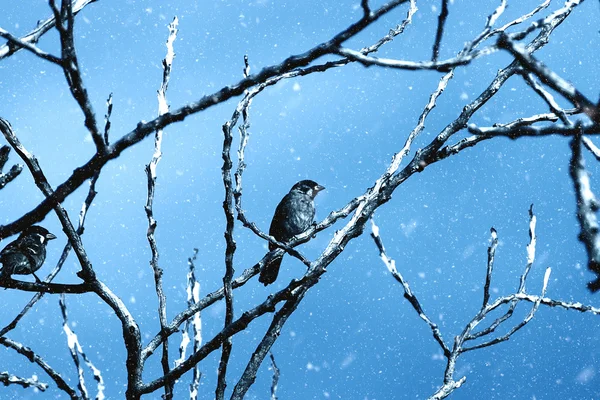 Vögel auf getrockneten Zweigen mit blauem Himmel im Winter. — Stockfoto