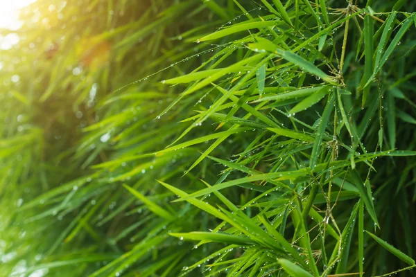 Hojas de bambú verde después de la lluvia . —  Fotos de Stock