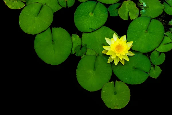 Gele lotusbloemen met blad. — Stockfoto
