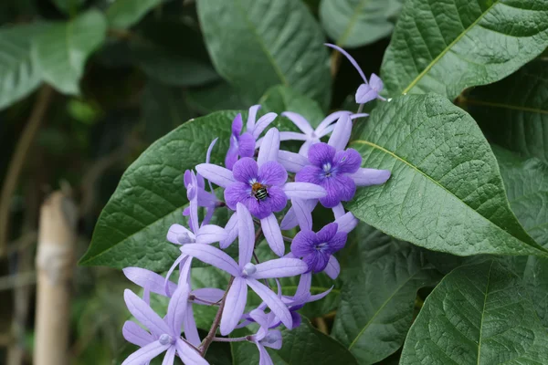 ツリーにヤマノビューティウェルネストリニティスパ花の紫色の花. — ストック写真