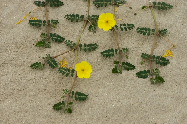 Tribulus terrestris planta com flor e folha . — Fotografia de Stock