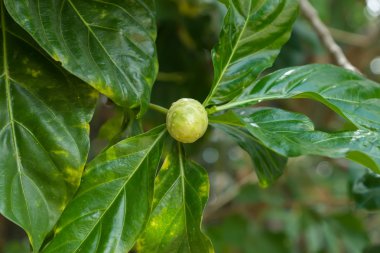 Morinda citrifolia, büyük morinda veya peynir meyve ağacı üzerinde.