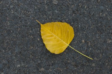 Bodhi yolda bırakır.