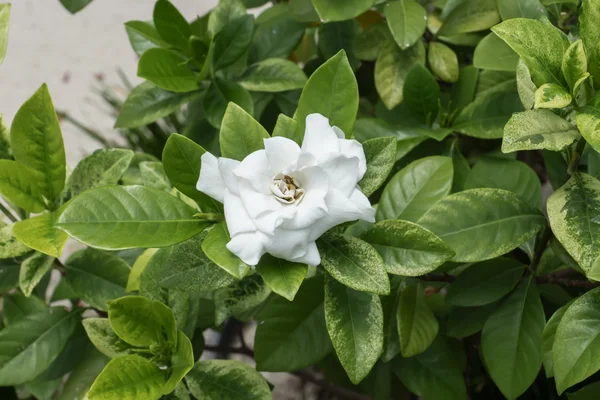 White Gardenia flower with green leaves or Cape Jasmine tree.
