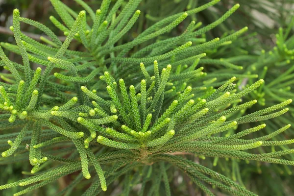 Makro der Blätter der norfolk-Inselkiefer. — Stockfoto