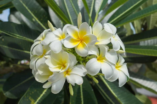 White of frangipani flower on the tree. — Stock Photo, Image