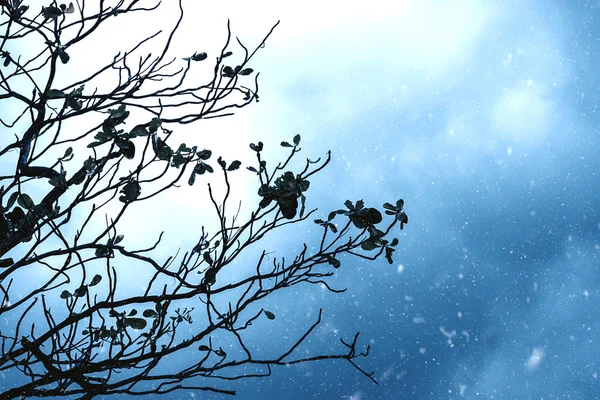 Силуэты ветвей зимой . — стоковое фото
