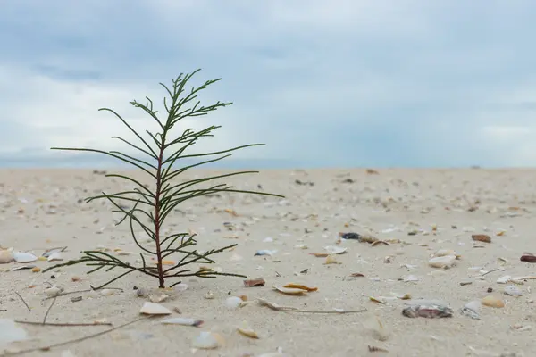 Small pine on the sand with sky and cloud. — Stock Photo, Image