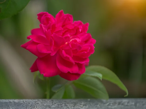 关闭了暗粉红玫瑰花朵. — 图库照片