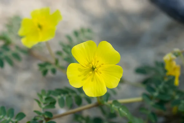 Flores amarelas da planta Tribulus terrestris . — Fotografia de Stock