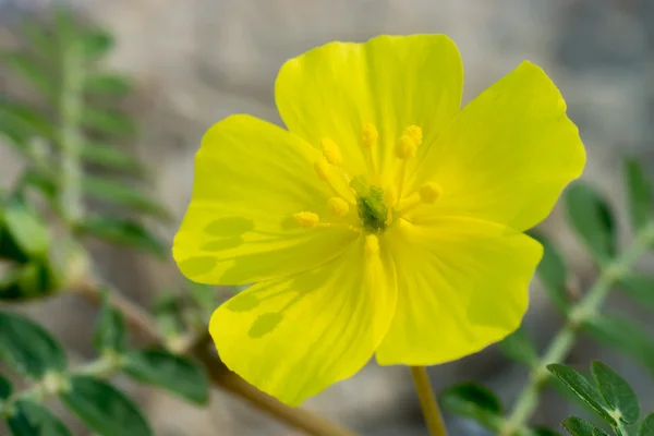 Tribulus terrestris bitkinin sarı çiçek. — Stok fotoğraf