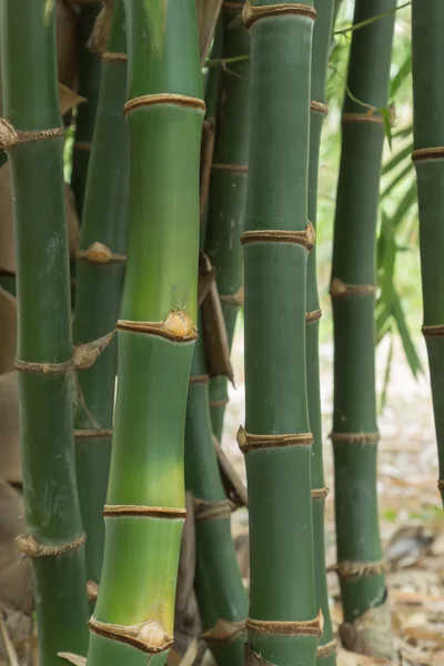 Ormandaki yeşil bambu kapatın. — Stok fotoğraf