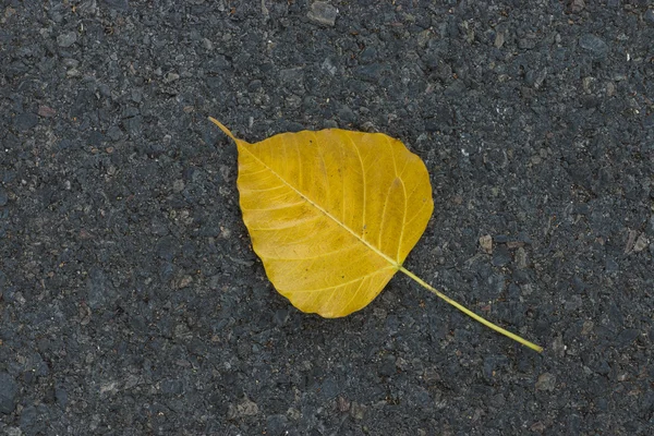 Bodhi leaves on the road. — Stock fotografie