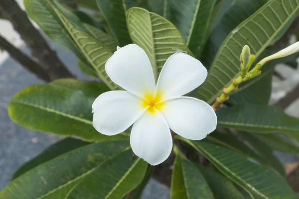 Biały kwiat frangipani na drzewie. — Zdjęcie stockowe