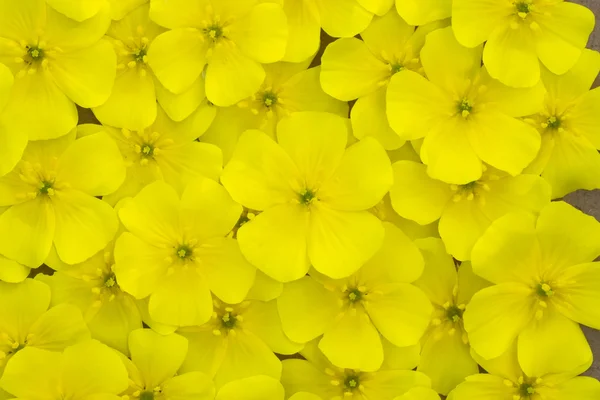 Gelbe Blüten der Tribulus terrestris Pflanze. — Stockfoto