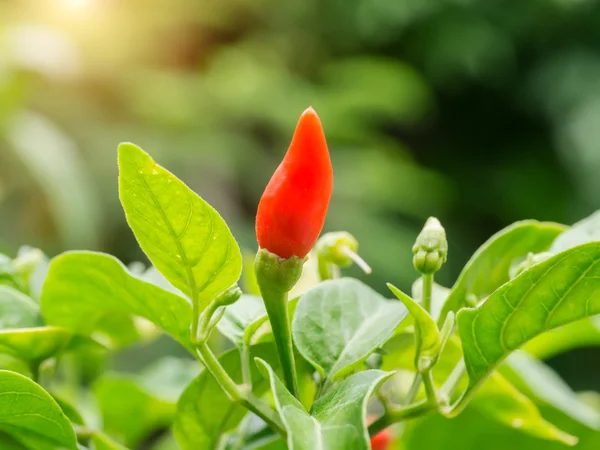 Primer plano Chile rojo en el árbol con luz solar . — Foto de Stock