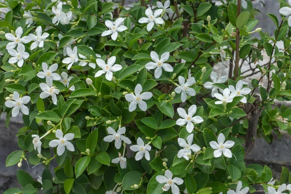 Detailní záběr bílá gardénie květiny v zahradě — Stock fotografie