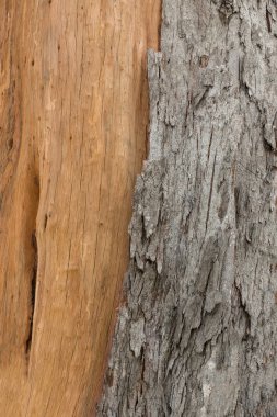 Çam kabuğu dokusu. Ağacı veya ormandaki çam.