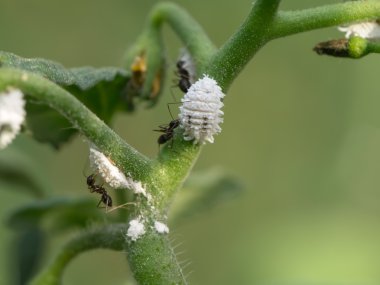 Ants and white aphids on the tomato branch. clipart