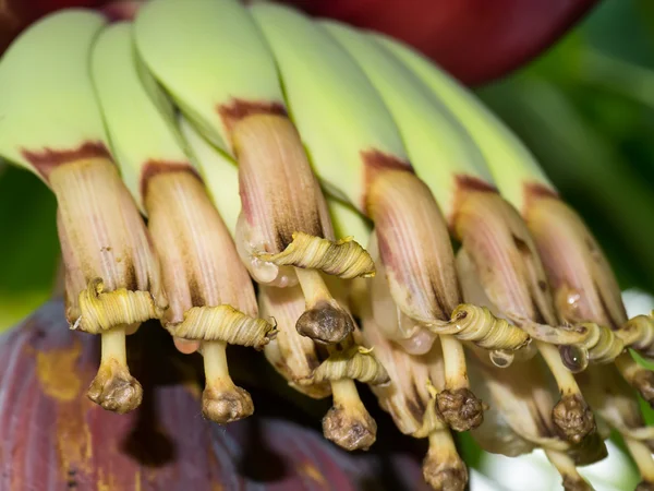 Närbild bild pollen av banan blomma — Stockfoto