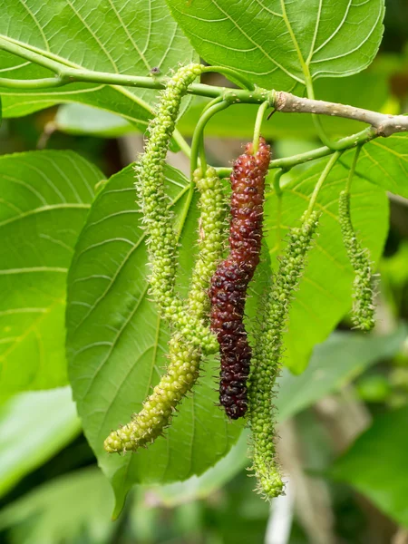 Long Mulberry fruit on branc are growing and green nature backgr — Stock Photo, Image