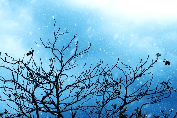 Силуэты ветвей зимой . — стоковое фото