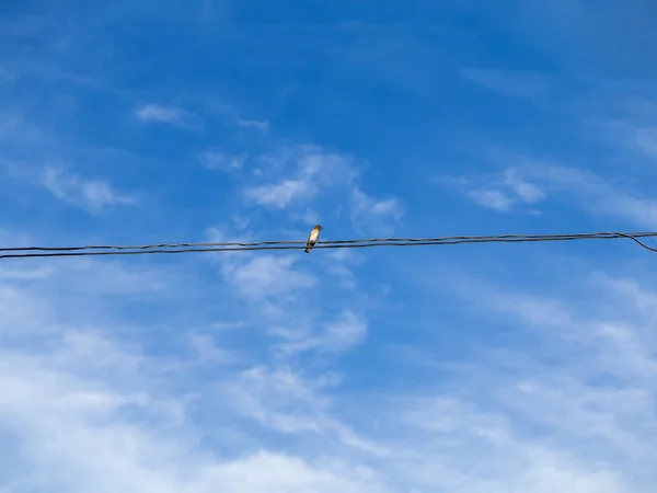 Une hirondelle commune sur les lignes électriques . — Photo