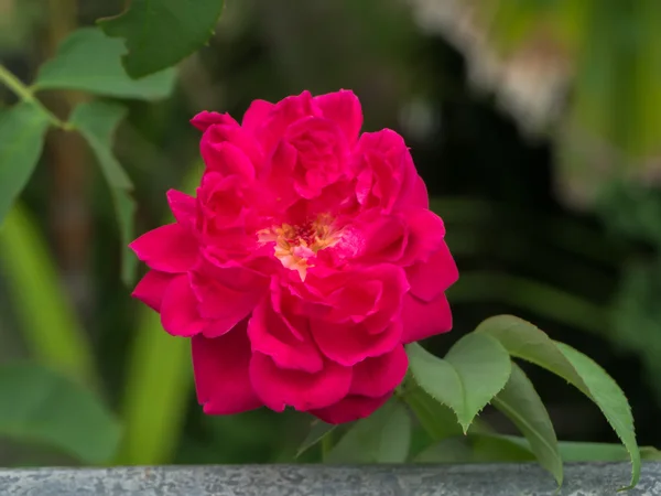 Stäng upp mörkt rosa ros blomma. — Stockfoto