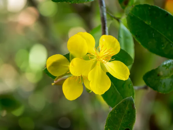 Bunga kuning dari tanaman Ocha kirkii Oliv . — Stok Foto