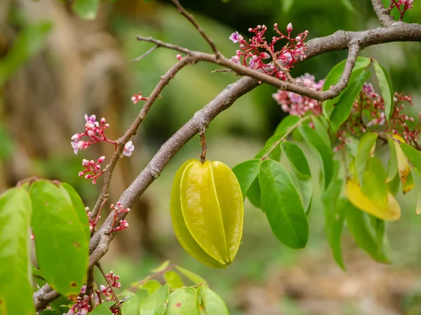 Sternfrucht auf dem Baum. — Stockfoto