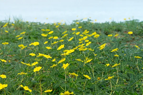 Fiori gialli della pianta Tribulus terrestris . — Foto Stock