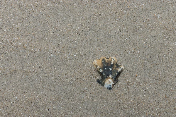 Fundo de areia com concha do mar — Fotografia de Stock