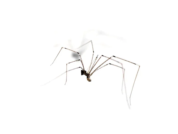 Ház pók hosszú lábak megölése az áldozat. — Stock Fotó