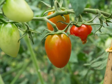 Domates yetiştirme çiftliklerinde ağaç üzerinde.