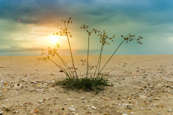 La hierba en la arena —  Fotos de Stock