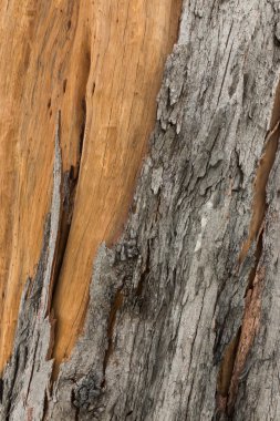 Çam kabuğu dokusu. Ağacı veya ormandaki çam.