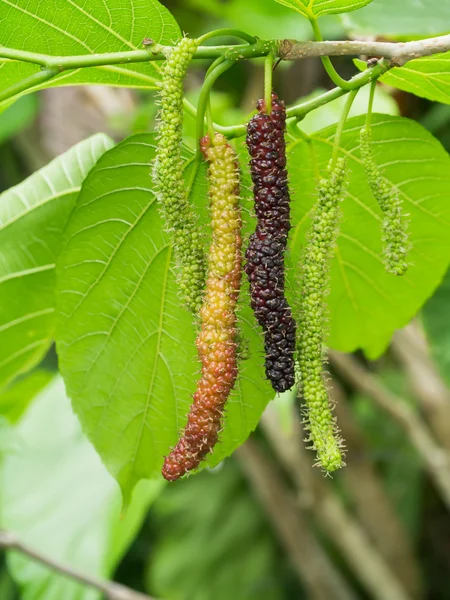 Långa Mulberry frukt på branc växer och grön natur bakgr — Stockfoto