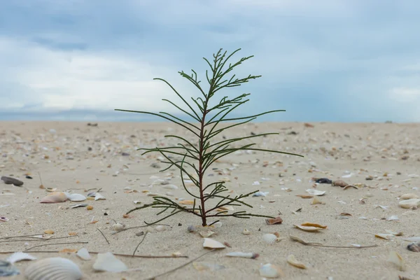 Small pine on the sand with sky and cloud. — Stock Photo, Image