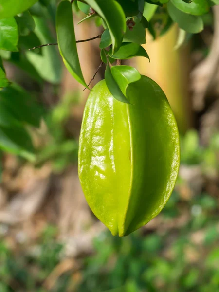 Sterrenfruit op de boom. — Stockfoto