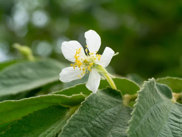 White flower of Indian plum. — Stock Photo, Image