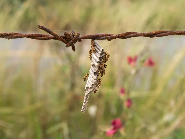 Ninho de vespa no velho arame farpado . — Fotografia de Stock