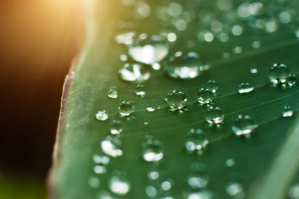 Fresh grass with dew drops in the morning. — Stock Photo, Image