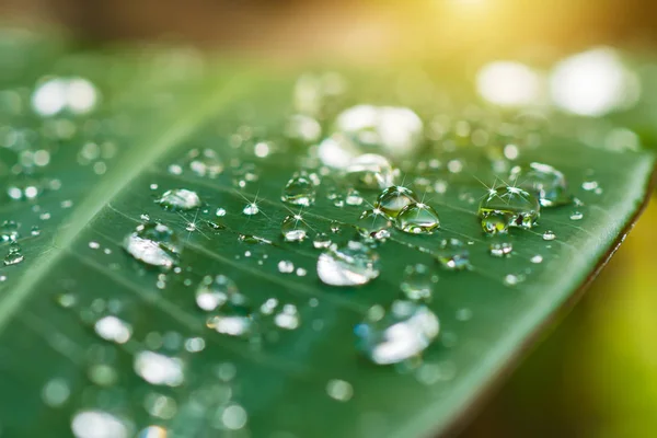 Erba fresca con gocce di rugiada al mattino . — Foto Stock