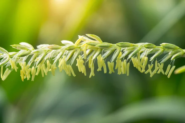 Primer plano de flores de maíz en el campo . — Foto de Stock