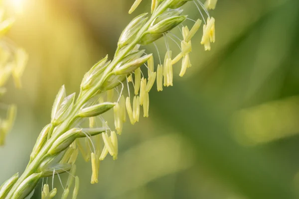 Primer plano de flores de maíz en el campo . — Foto de Stock