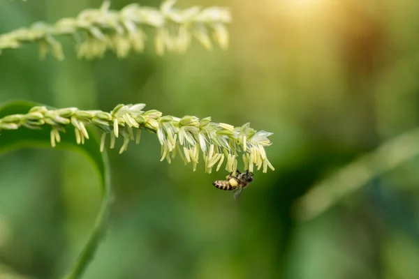 Закрыть кукурузные цветы маленькой пчелкой — стоковое фото