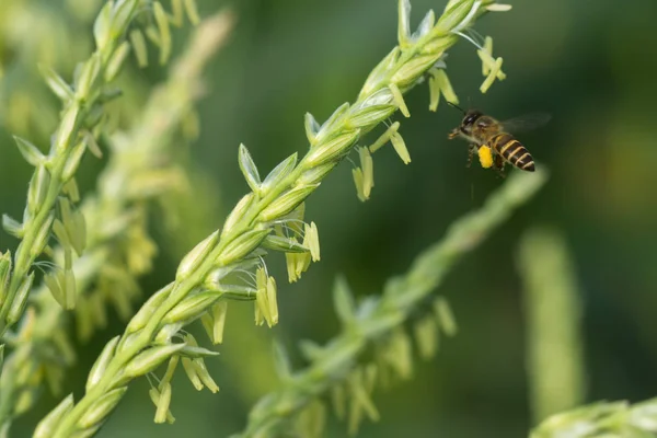 Primer plano de flores de maíz con abeja pequeña —  Fotos de Stock