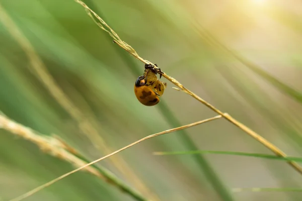 Uğur böceği üzerinde çimen çiçek benekli enine. — Stok fotoğraf