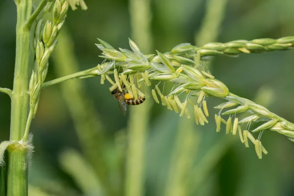 Primer plano de flores de maíz con abeja pequeña —  Fotos de Stock
