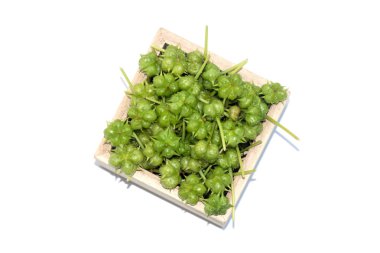 Tribulus terrestris bitkinin tohumları.